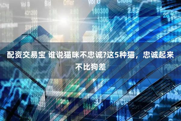 配资交易宝 谁说猫咪不忠诚?这5种猫，忠诚起来不比狗差